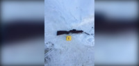 A photo of a rifle-style gun lying in the snow with a yellow crime scene card labelled "1" next to it.